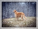 Początek, Zimy, Golden retriever